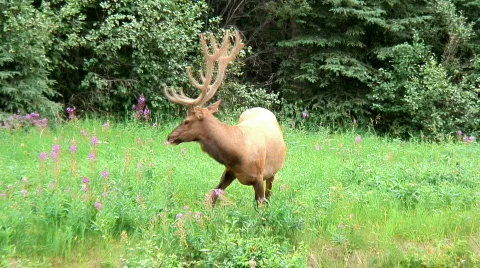 Elk Stock Footage 307242