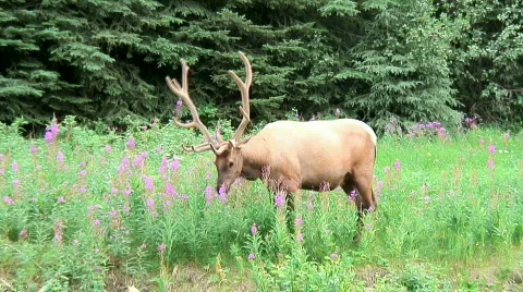 Elk Stock Footage 307243