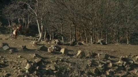 Elk Vídeo Stock 454970