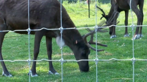 Elk 스톡 동영상 508904