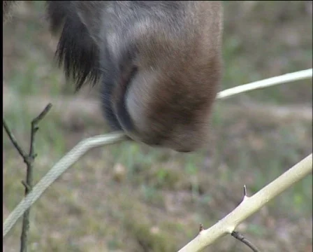 Elk Stock Footage 573189