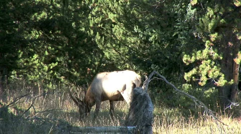 Elk Stock-Footage 781467