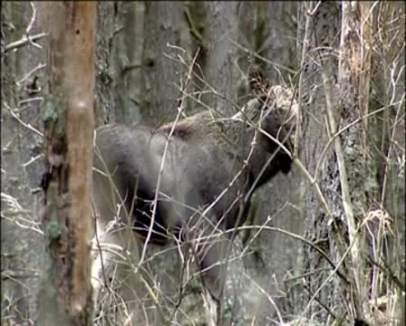 Elk Stock Footage 9847293