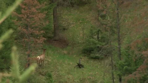 Elk Stock Footage 12766509