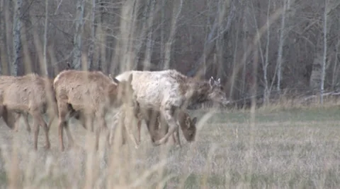 Elk 動画素材 32584340