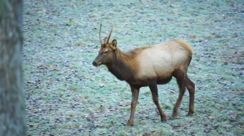 Elk Vídeo Stock 58112155