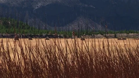 Elk Stock Footage 72571933