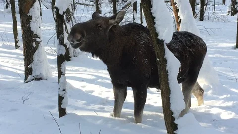 Elk Vídeos de archivo 87040644