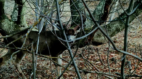 Elk in the forest Stock Footage 32969175