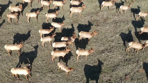 Elk formation on hill Stock Footage 137429692