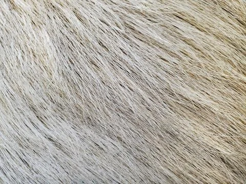 Elk fur macro background Stock Photos