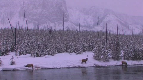 Elk gather at a stream in a frozen Yellowstone scene. Stock Footage