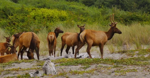 Elk in the Grasses Stock Footage 45094556