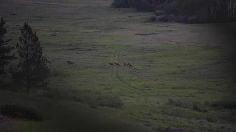 Elk on a grassy plain Video stock 194164770