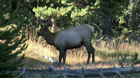 Elk Grazes Stock-Footage 781437
