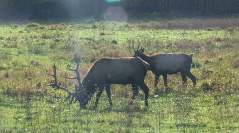 Elk Grazing 1 Video stock 281400