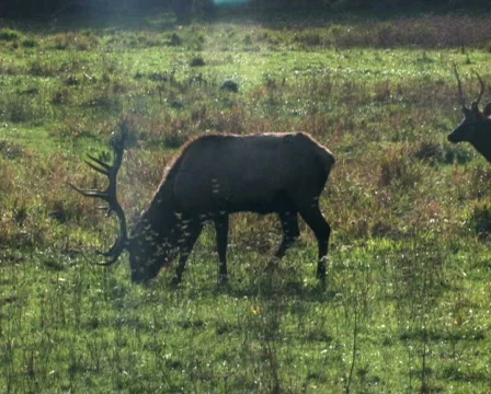 Elk Grazing 1 Stock Footage 283146
