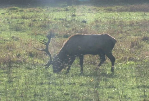 Elk Grazing 1 Stock Footage 283603