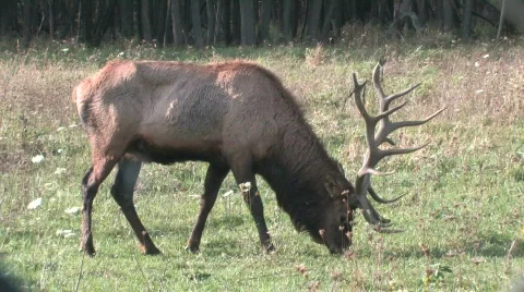 Elk Grazing 2 Stock Footage 281415
