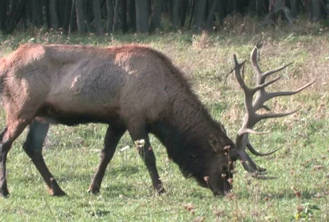 Elk Grazing 2 Stock Footage 283608