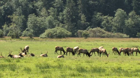 Elk Grazing 2 Stock Footage 39701303