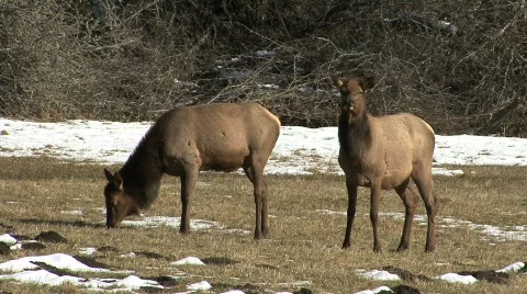 Elk grazing Stock Footage 690954