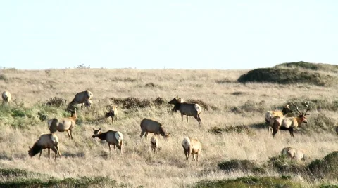 Elk Grazing Stock Footage 856211