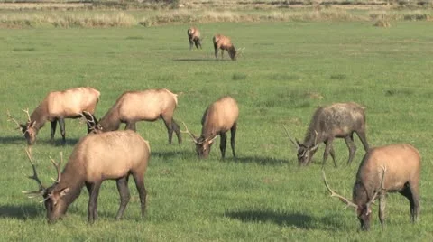 Elk Grazing Video stock 12169772