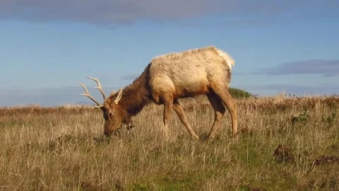 Elk Grazing Video stock 246333600