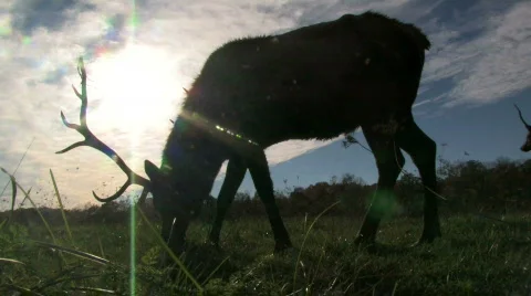 Elk Grazing in Front of Sun 2 Stock Footage 279380