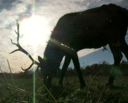 Elk Grazing in Front of Sun 2 Stock Footage 283161