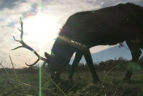 Elk Grazing in Front of Sun 2 Stock Footage 283616