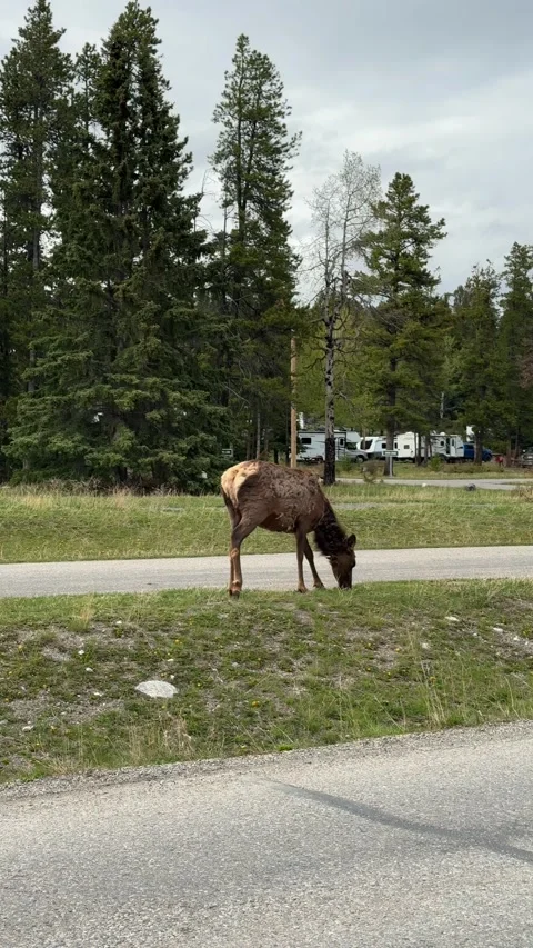Elk grazing on grass alongside a road with camper vans in a campsite Stock-Footage 334105975
