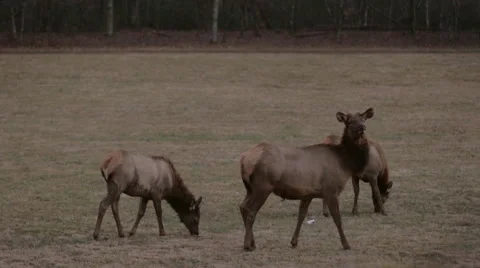 Elk Grazing Look Up Medium shot Stock Footage 46516964