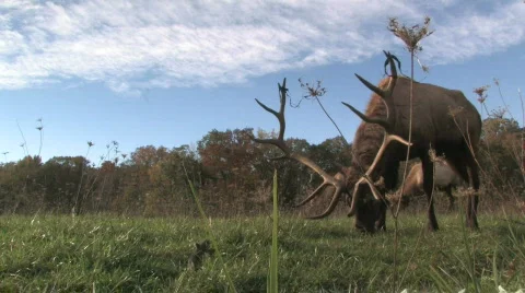 Elk Grazing, Low Angle 1 Stock Footage 279388
