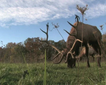 Elk Grazing, Low Angle 1 Stock Footage 283167