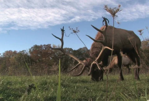 Elk Grazing, Low Angle 1 Stock Footage 283619