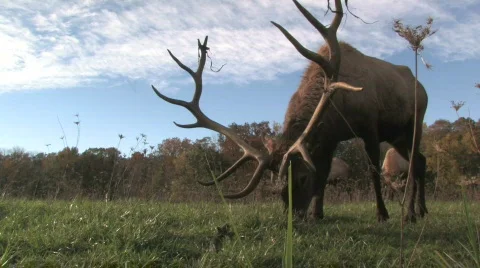 Elk Grazing, Low Angle 2 Video stock 281469