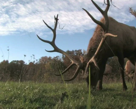 Elk Grazing, Low Angle 2 Stock Footage 283171