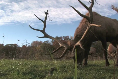 Elk Grazing, Low Angle 2 Video stock 283626
