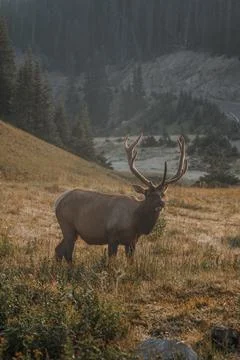 Elk grazing in the mountains in the cool morning sun Stock Photos