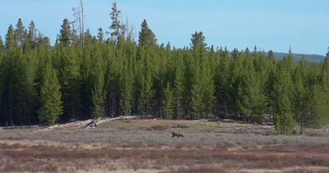 Elk grazing in open field in North America Stock Footage 341678297