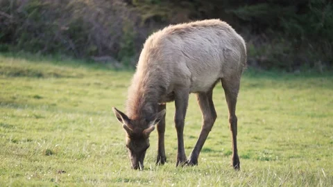 Elk grazing in Oregon Stock Footage 169530455