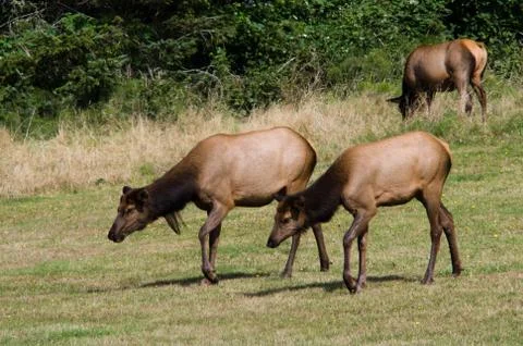 Elk grazing 스톡 사진