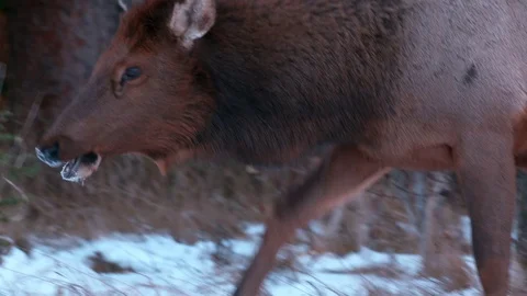 Elk grazing in shrub and grassy areas. Stock Footage 70967341