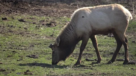 Elk Grazing In Spring Stock Footage 237773908