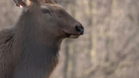 Elk Grazing In Spring Stock Footage 237774586