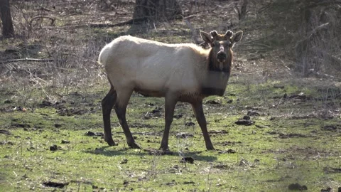 Elk grazing In Spring Stock Footage 237774694