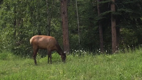 Elk Grazing in the Woods Stock Footage 123170296
