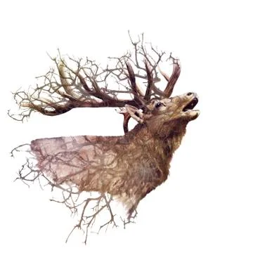 Elk head  with double exposure effect Stock Illustration
